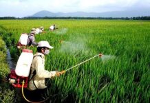 Giấy phép bán bảo vệ thực vật 2026